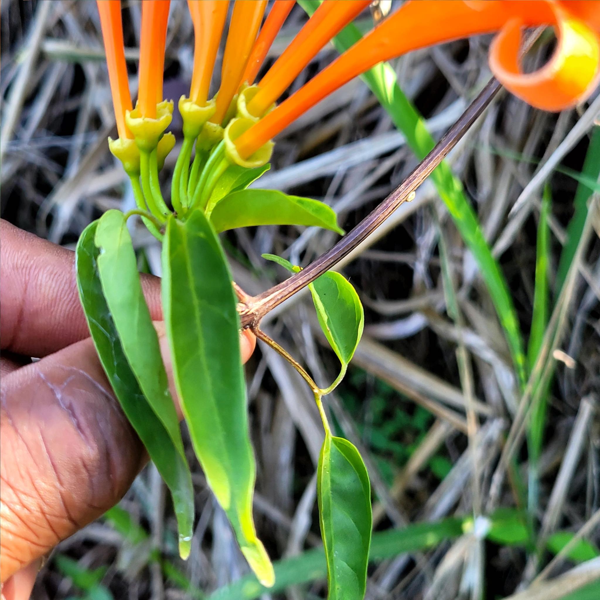 Pyrostegia venusta